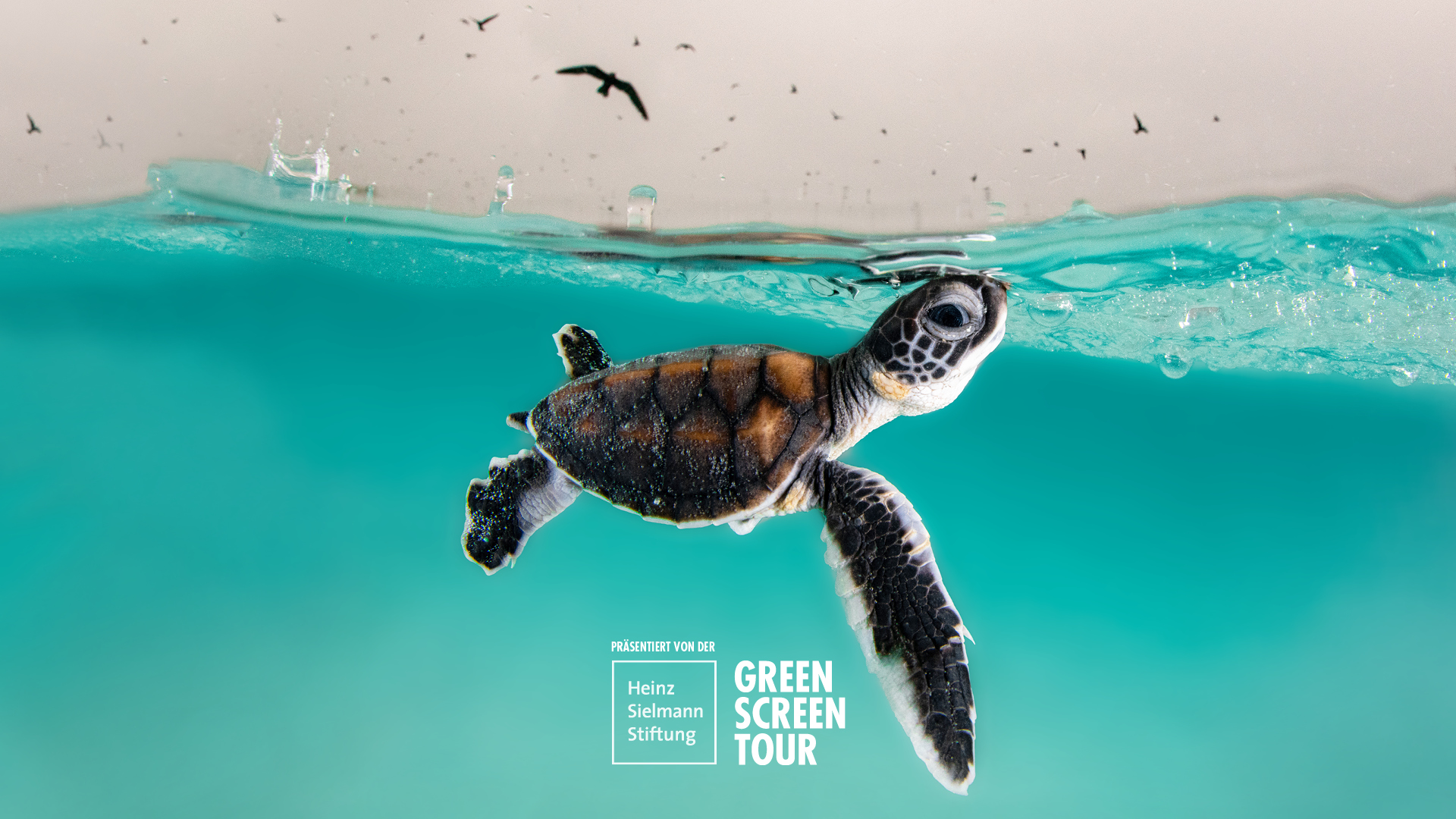 Schildkröte im Wasser mit Logo der Green Screen Tour