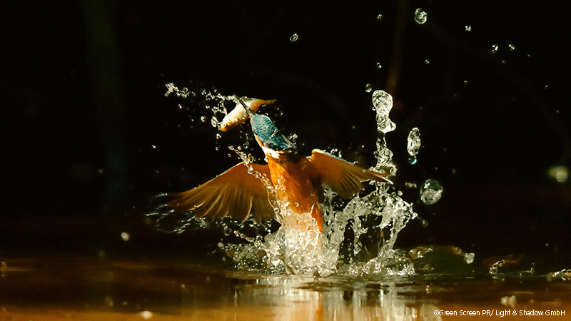 Eisvogel im Wasser