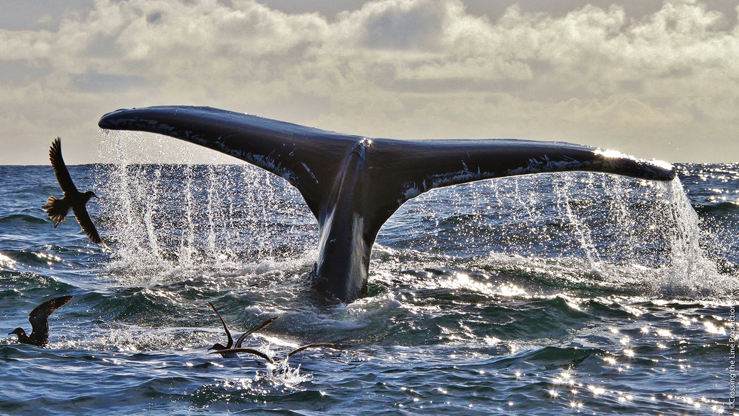 Walflosse ragt aus dem Ocean