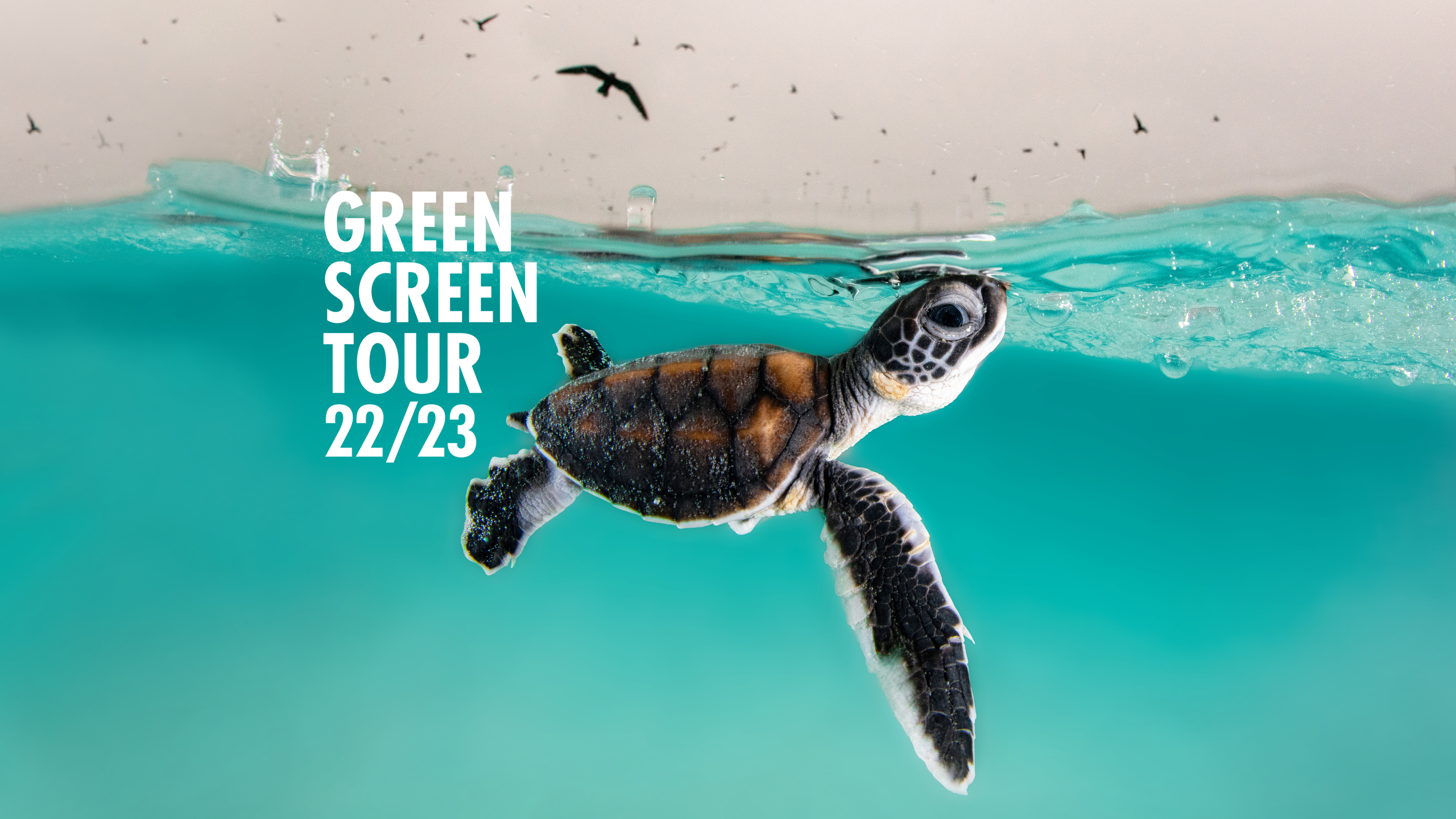 Schildkröte im Wasser mit Logo der Green Screen Tour